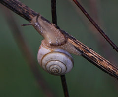 Praticolella berlandieriana