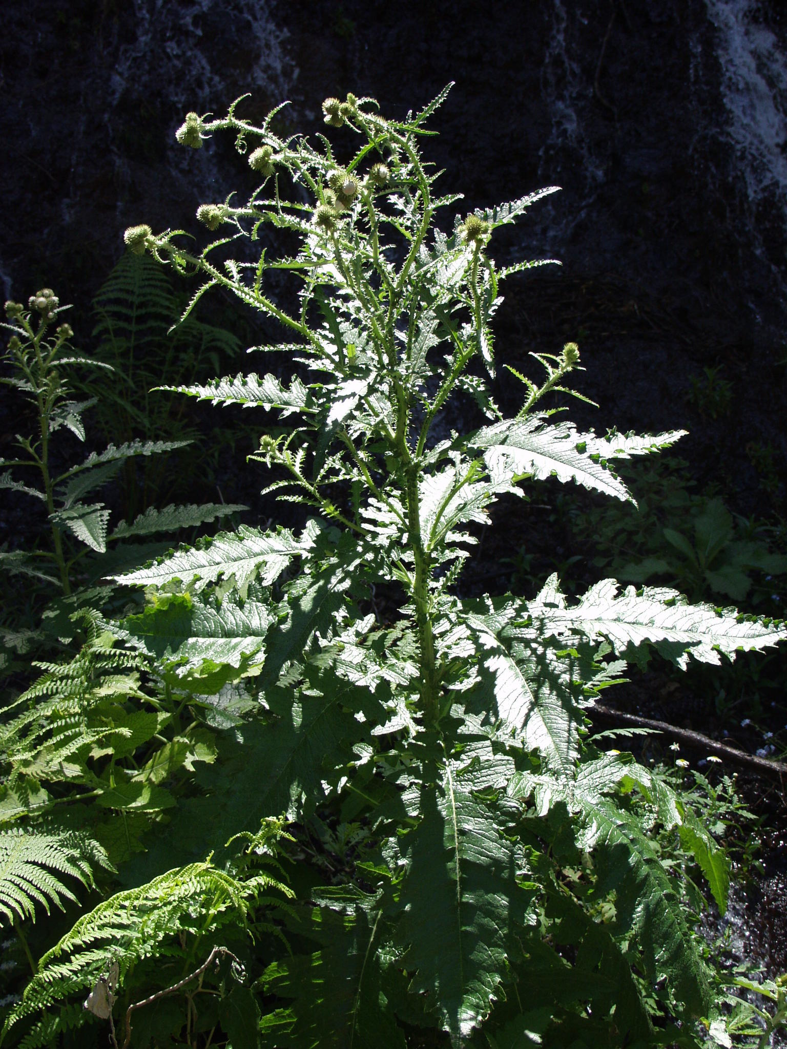 Carduus clavulatus