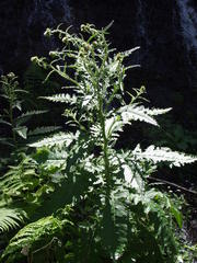 Carduus clavulatus image