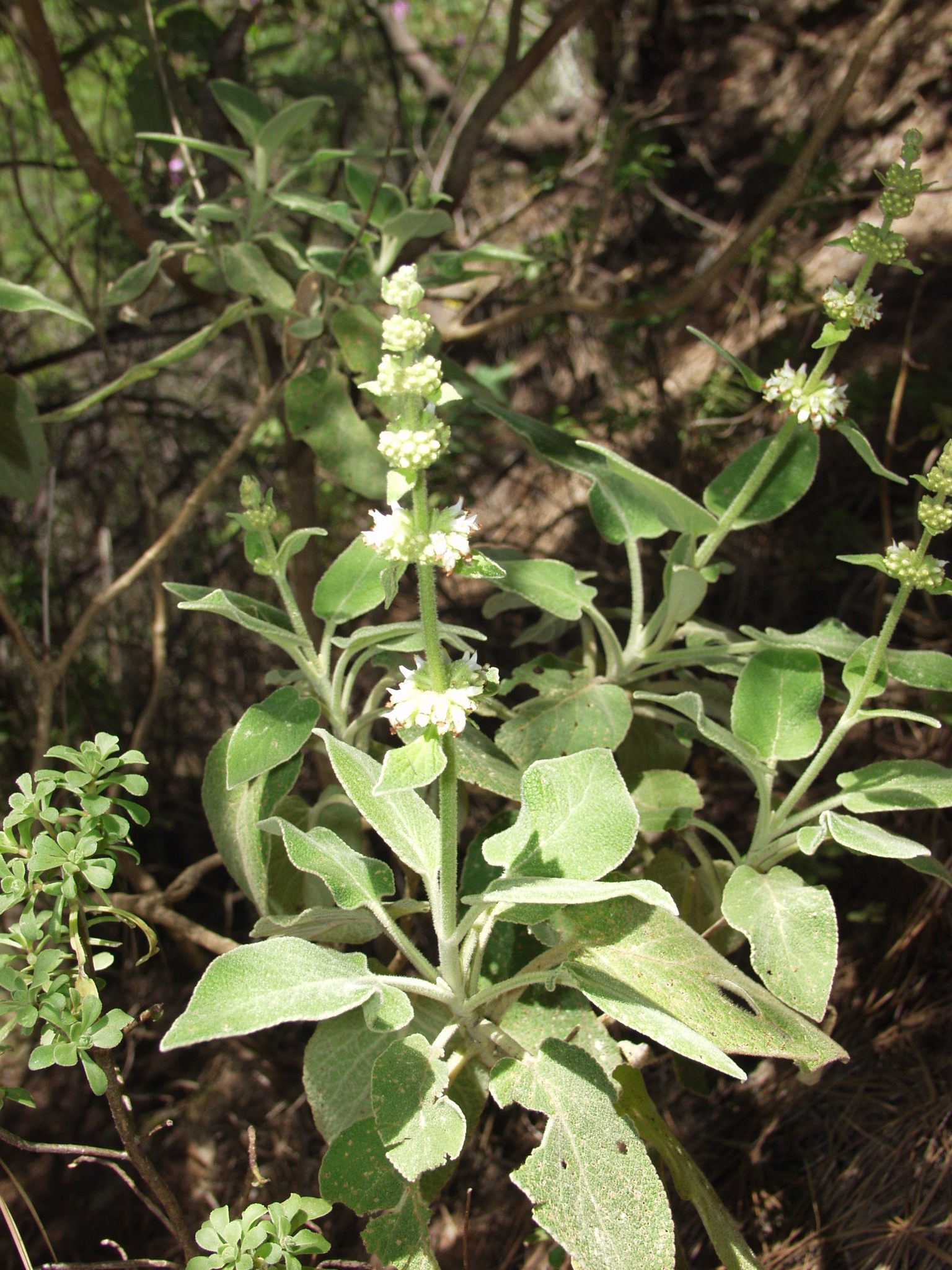 Sideritis canariensis