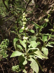 Sideritis canariensis
