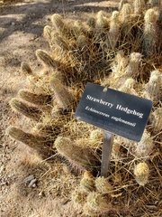 Echinocereus engelmannii