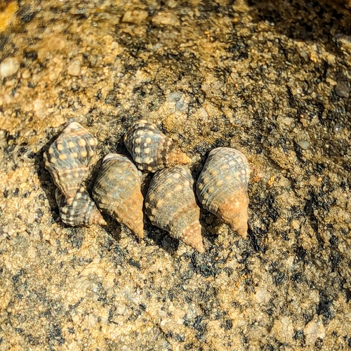 Echinolittorina malaccana