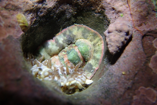 Onithochiton hirasei observed 2025-12-07