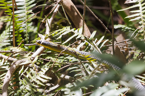 Common Tree Snake sighting