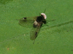 Chrysopilus elegans