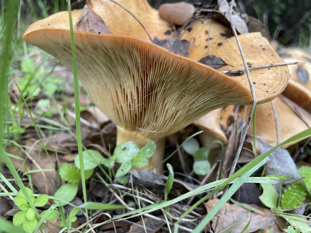 Lactarius alnicola · December 2025 · photo: © danieldas (iNaturalist, cc0)