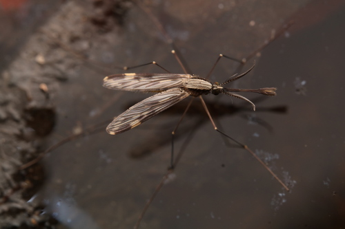 Unknown species found near Chester County, PA, USA