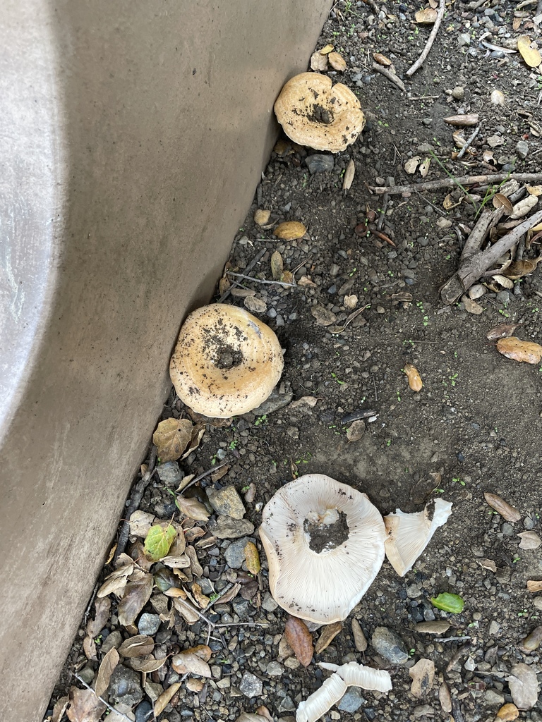 Lactarius alnicola · December 2025 · photo: © danieldas (iNaturalist, cc0)