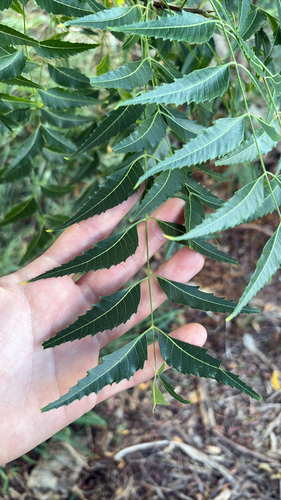Azadirachta indica, 2025-12-08