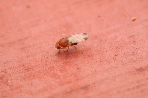 Unknown species found near Chester County, PA, USA