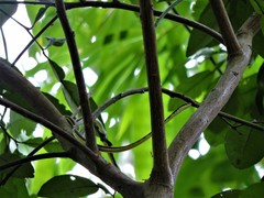 Dendrelaphis tristis