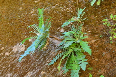 Sonchus tectifolius