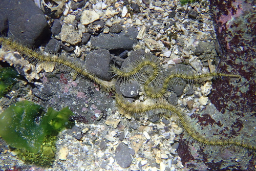 Macrophiothrix longipeda observed 2025-12-07