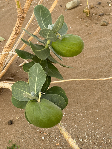 giant milkweed