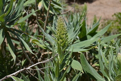 Echium virescens image