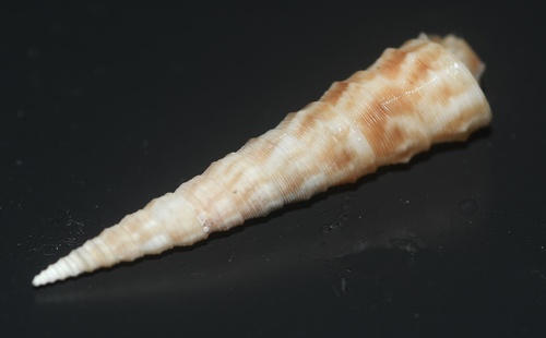 Turritella nodulosa observed 2025-12-06