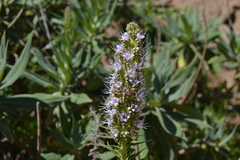 Echium virescens image