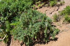 Echium virescens image