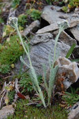 Achillea nana