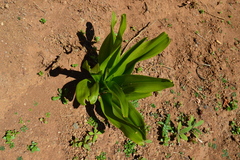 Scilla latifolia