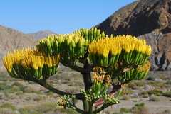 Agave sebastiana
