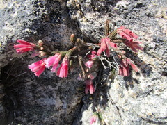 Erica strigilifolia