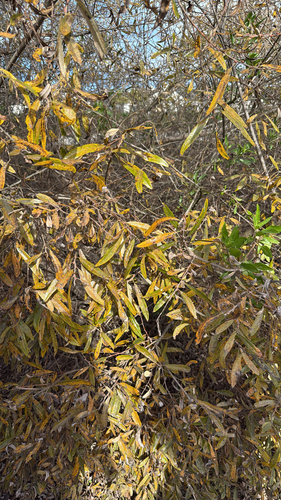 iNaturalist observation photo of Arroyo Willow