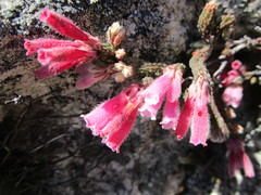 Erica strigilifolia
