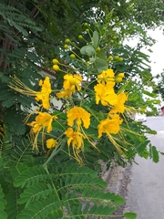 Caesalpinia