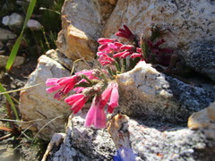Erica strigilifolia