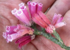 Erica strigilifolia