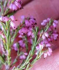 Erica rosacea