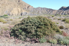 Rhus lentii