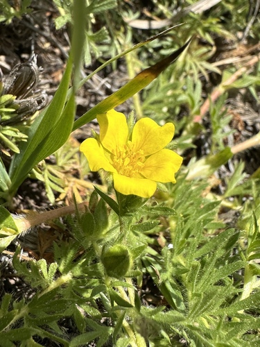 feather cinquefoil (Potentilla millefolia)