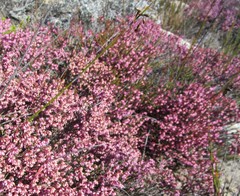 Erica rosacea