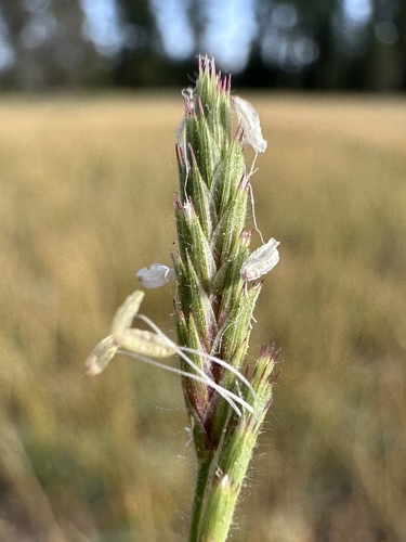 slender orcutt grass (Orcuttia tenuis)