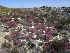 Erica rosacea