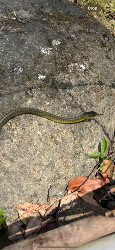 Common Tree Snake sighting
