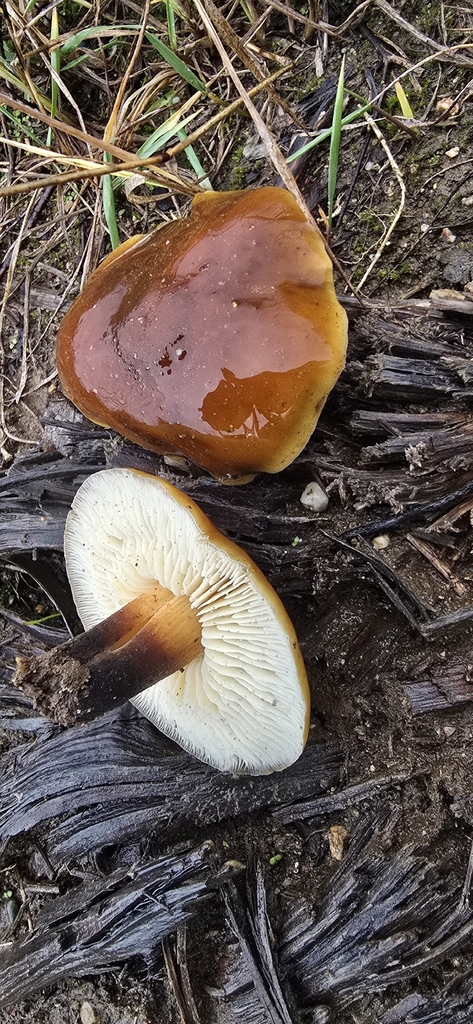 Flammulina filiformis · December 2025 · photo: © leannestacy (iNaturalist, cc0)