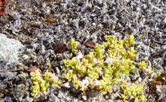 Scleranthus biflorus