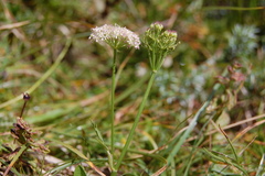 Mutellina purpurea