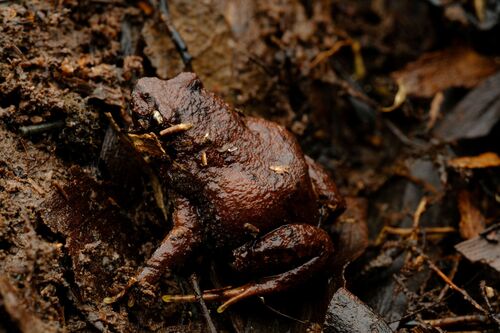 Smooth Frog, Geocrinia laevis