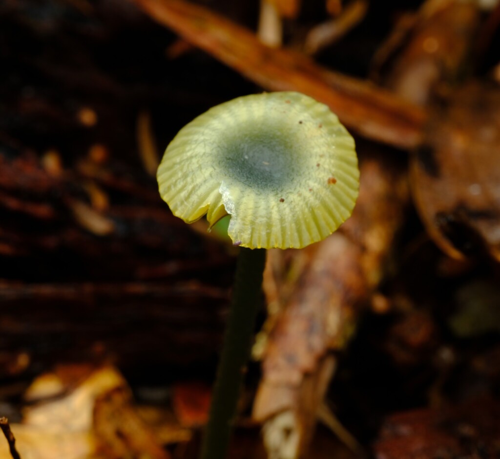 Gliophorus pseudograminicolor