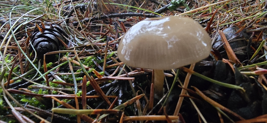 Clitocybe sp. 'CA01' · December 2025 · photo: © leannestacy (iNaturalist, cc0)