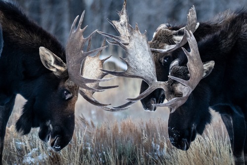 Shiras Moose photographed in Wyoming