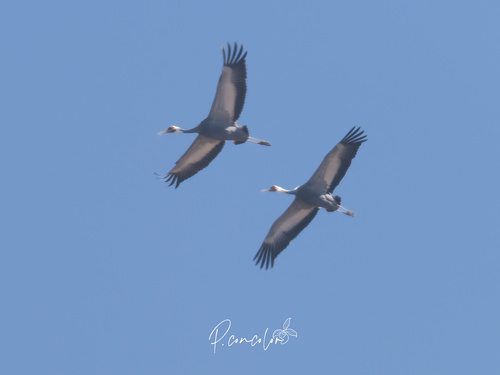 White-naped Crane