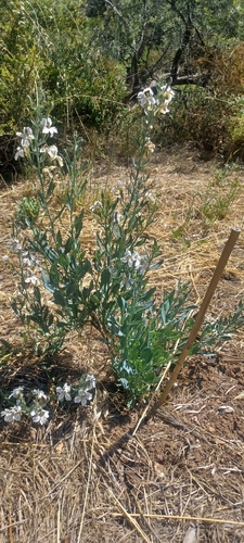white goodenia (Goodenia albiflora)