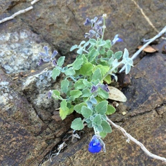 Salvia cedrosensis