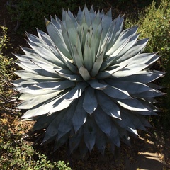 Agave sebastiana